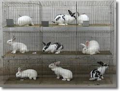 兔笼 兔子笼价格 兔笼价格 安平兔笼 松贺兔笼厂 河北兔笼