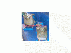 供应酿造行业专用泵图2