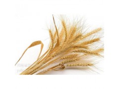 稻米油萃取设备图1