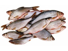 鱼油萃取设备图1