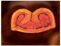 线束端子截面分析仪，切片分析仪之端子剖面截面分析仪NK系列图1