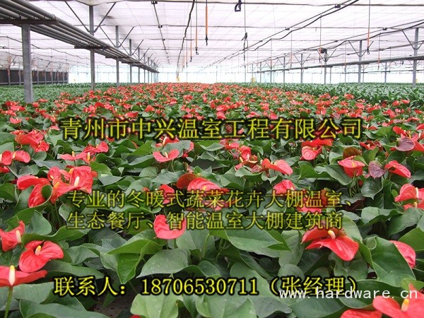 江苏花卉培育温室大棚