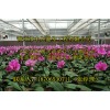 供应湛江花卉玻璃温室建造