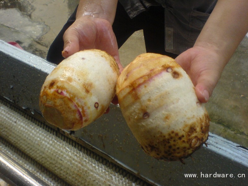 清洗脱皮后的芋头