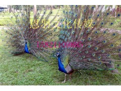 百鸟展鹦鹉表演出租价格百鸟展出租现场布置图1