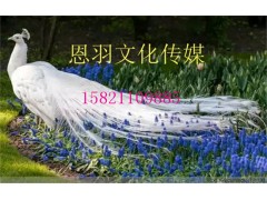 百鸟展出租萌宠表演出租 百鸟展出租鹦鹉表演出租图1