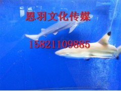 大型海洋生物展租赁价格海洋生物展出租活动方案图1
