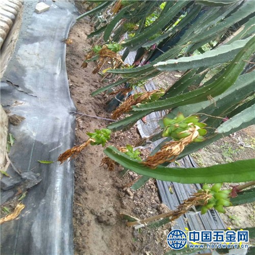 201888888888(2)mmexport1532843251765