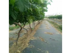 80公分宽果园防草布价格图1