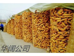 东北圈棒子钢丝网  圈玉米铁丝网  圈玉米电焊网图1