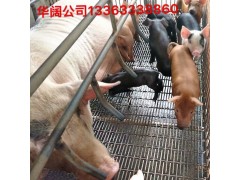 供应养猪钢丝网漏粪底网  猪仔保育床 养猪设备钢丝网图1