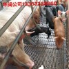 供应养猪钢丝网漏粪底网  猪仔保育床 养猪设备钢丝网