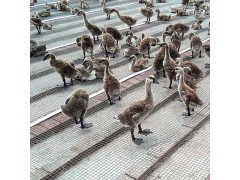 定制养鸭养鸡养鹅钢丝网 养鸡场鸡舍专用设备钢丝网底床图1