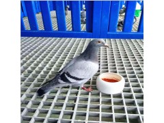 供应养殖格栅鸽舍地网玻璃钢格栅直销图1