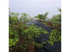 聚丙烯黑色编织防草布报价图1