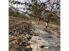 100克果树盖草编织布价格图1