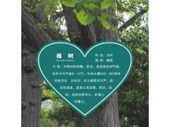 户外树铭牌标牌标识专业设计定制德艺图1