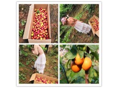 武汉人气排行前三名的采摘农家乐好地方推荐图1