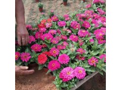 宿根草花基地哪家好,宿根草花基地,宿根草花生产基地图1