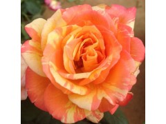 哪里有卖月季花的,哪里有卖月季花苗,月季花哪里基地图1