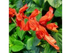 山东草花Z低价,山东草花价格,山东草花哪家好图1