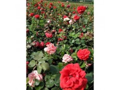 月季花苗出售,月季花苗种植,月季花苗木种植出售图1
