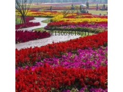 园林绿化哪家好,绿化工程公司,园林景观工程公司图1