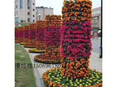 园林绿化植物设计公司,园林绿化植物景观,园林绿化植物图1