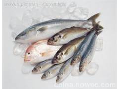 冷冻海鲜进口报关需要哪些资料图1