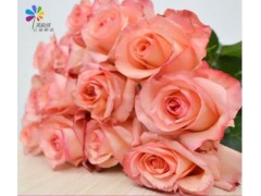 戴安娜玫瑰鲜花批发图1