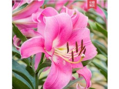 百合罗宾娜鲜花批发图1