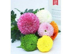 乒乓菊鲜花批发家居插花图1