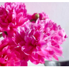 【FlowerPlus】四月：芍药开，待你归