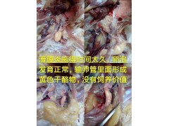 怎么样让感染过滑液囊支原体的鸡群有产蛋高峰且高峰期持续长久图1