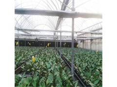 智能温室大棚骨架 蔬菜种植大棚图1