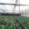 智能温室大棚骨架 蔬菜种植大棚