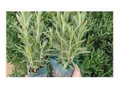 花草植物种子,多年生草本花卉种子,花草植物种子图1