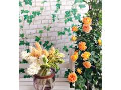 花加:风信子水培养护常识图1