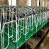 猪用自动料线 莱卓 养猪设备定位栏 产床定位栏 限位栏