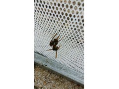 邦盾5mm白色纯料塑料养蜂网 塑料养殖网图1