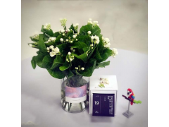 FlowerPlus——茉莉花养成攻略图1