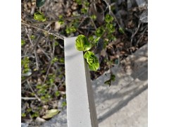 江苏连云港耐酸瓷砖，徐圩新区30厚耐酸砖图2